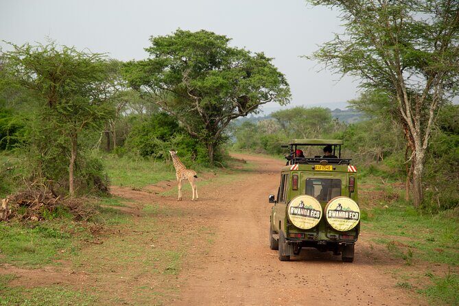 1 Day Akagera Game Drive Safari - Key highlights worth your attention