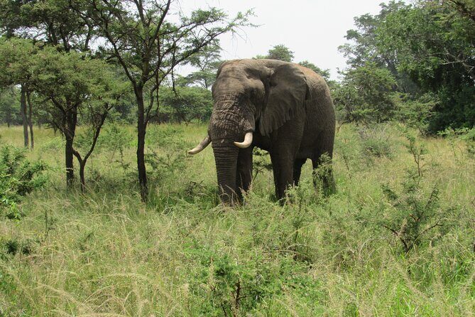 1 Day Akagera Game Drive Safari - The 5:30 am departure: how the day really plays out