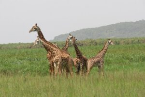 1 Day Akagera Game Drive Safari - Akagera National Park: woodlands, swamps, savannah, and Lake Ihema