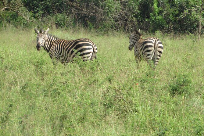 1 Day Akagera Game Drive Safari - Comfort Tips for a 12-Hour Safari Day
