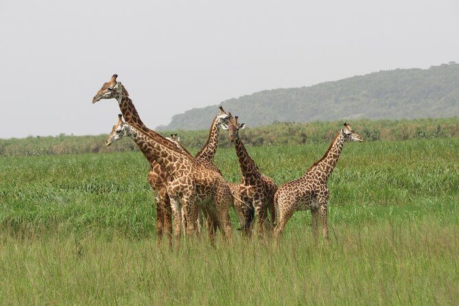 1 Day Akagera Game Drive Safari - Akagera National Park: woodlands, swamps, savannah, and Lake Ihema