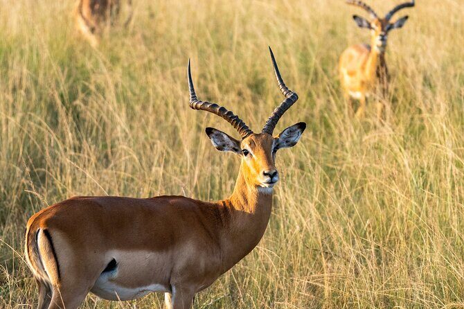 1-Day Akagera National Park Safari Experience - Key things I’d highlight before you go