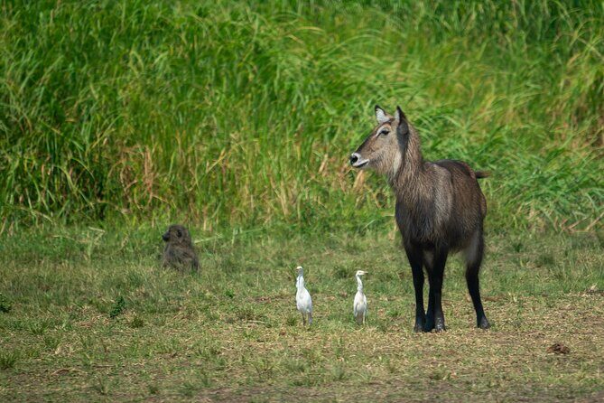 1-Day Akagera National Park Safari Experience - Kigali pickup and the 2-hour drive: why the early start matters