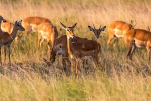 1-Day Akagera National Park Safari Experience - The main event: 6 hours of game drive inside Akagera