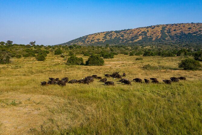 1-Day Akagera National Park Safari Experience - Lake Ihema boat safari: a different way to spot wildlife