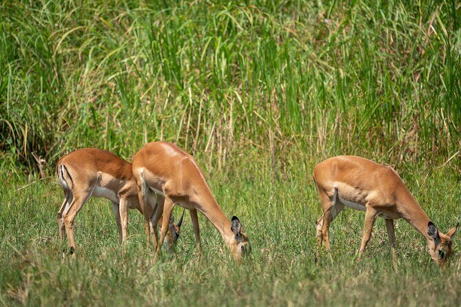 1-Day Akagera National Park Safari Experience - Birds, rain, and the feel of the park