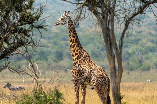 1-Day Akagera National Park Safari Experience - Lunch, water, and the private 4x4 comfort factor