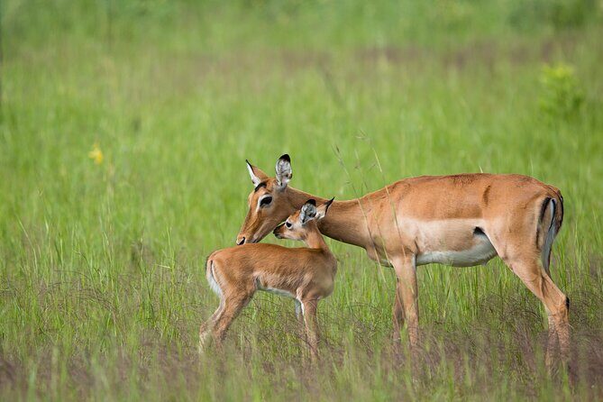 1-Day Akagera National Park Safari Experience - Your guide is the difference-maker: Jean Claude, Bosco, Phillipe, Charif