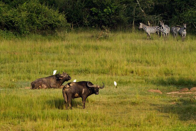 1-Day Akagera National Park Safari Experience - Price and value: what $594 includes, and what it doesn’t