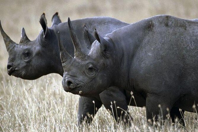1 Day Akagera Wildlife Safari ( 2 Pax Min) - From Kigali To Akagera: the early start that sets the tone