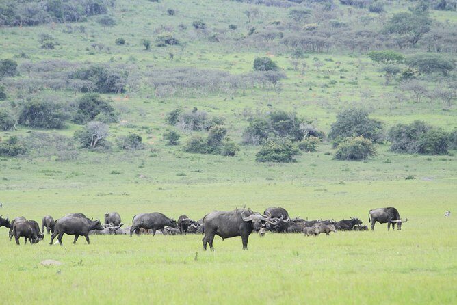 1 Day Akagera Wildlife Safari ( 2 Pax Min) - Timing, what to bring, and how to set expectations
