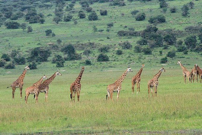 1 Day Akagera Wildlife Safari ( 2 Pax Min) - Should you book this one-day Akagera wildlife safari?