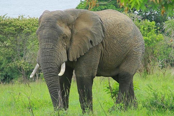 1 Day Akagera Wildlife Safari ( 2 Pax Min) - Your Private 4x4 and Guide: how personalization actually shows up