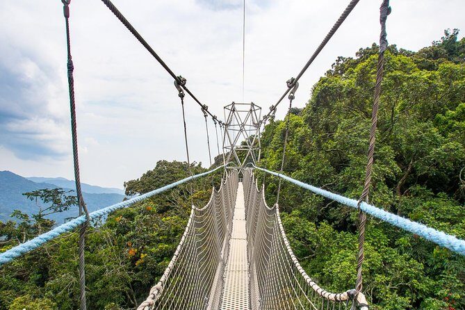 1 Day Canopy Walk Adventure in Nyungwe Forest National Park - Why Nyungwe’s canopy walk works so well for a day trip