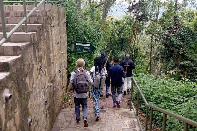 1 Day Canopy Walk Adventure in Nyungwe Forest National Park - The canopy walk itself: height, bridges, and the view you remember
