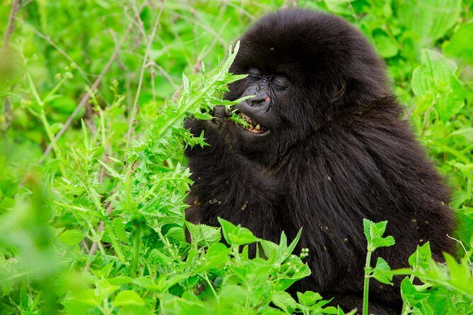 1 Day Gorilla Trekking Safari Tour - Pre-dawn drive: stops, coffee, and why 112 km matters