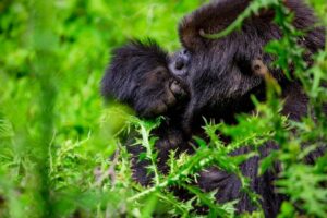 1 Day Gorilla Trekking Safari Tour - Kinigi Village at 8:30 am: briefing, rules, and trek group assignments