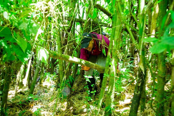 1 Day Gorilla Trekking Safari Tour - Meeting mountain gorillas: what you’ll focus on in the moment