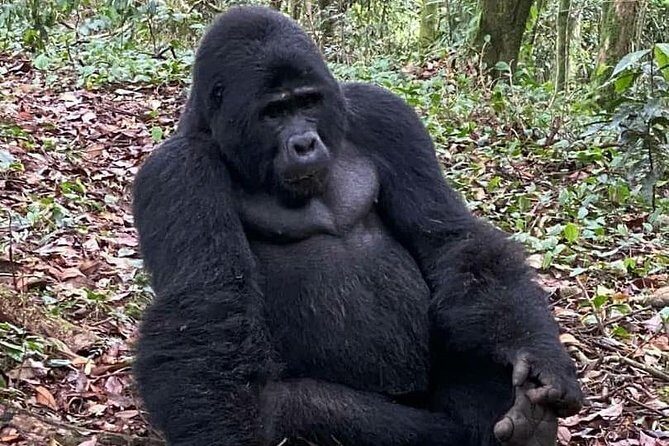 1 Day Gorilla Trekking Uganda - Key points to know before you go