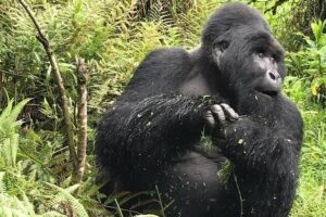 1 Day Gorilla Trekking Uganda - Mgahinga or Bwindi: How Permit Availability Shapes Your Day