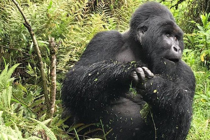 1 Day Gorilla Trekking Uganda - Mgahinga or Bwindi: How Permit Availability Shapes Your Day