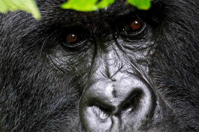 1 Day Gorilla trekking volcanoes national park - The big idea: a gorilla trek day that’s built around your time