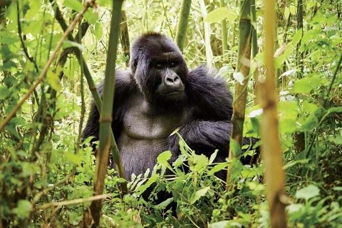 1 Day Gorilla trekking volcanoes national park - The team quality: why people rate this so highly