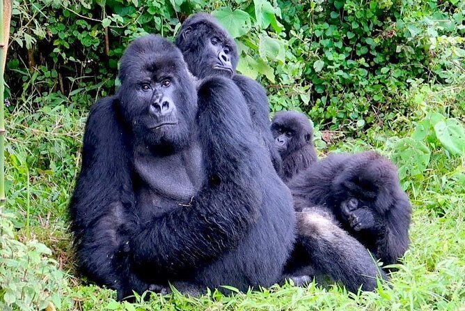 1 Day Gorilla trekking volcanoes national park - Door-to-door Kigali pickup and the 4x4 drive (from 4:00 am)
