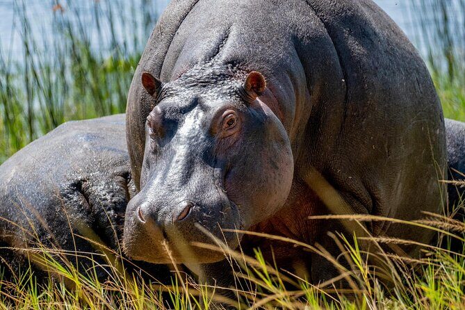 1 Day Safari to Akagera national park-Big5 Safari - Key highlights worth knowing