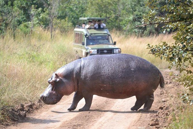 1 Day Safari to Akagera national park-Big5 Safari - Kigali to Akagera: the early start that actually helps