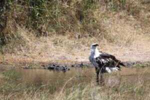 1 Day Safari to Akagera national park-Big5 Safari - Game drive at Akagera: Big Five time, guided well