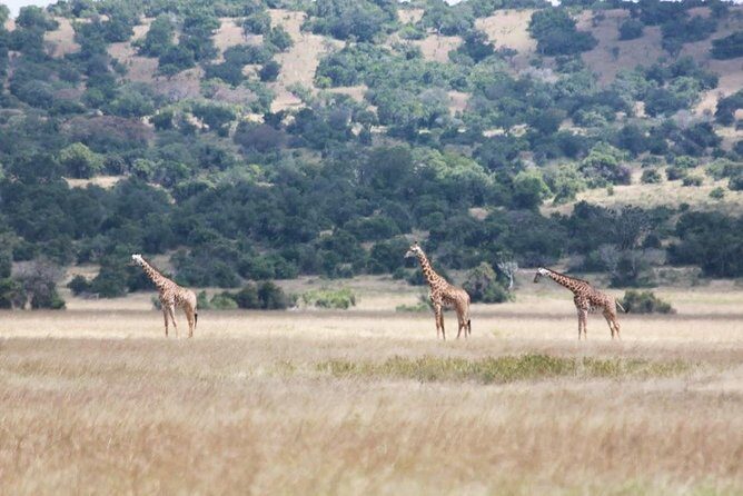 1 Day Safari to Akagera national park-Big5 Safari - Lake Ihema boat cruise: hippos, crocodiles, and shoebills