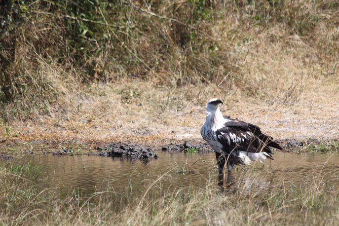 1 Day Safari to Akagera national park-Big5 Safari - Game drive at Akagera: Big Five time, guided well