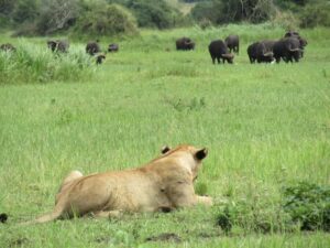 2-Day Akagera Game Drive, Boatride & Safari resort overnight - Check-In and Lake-Ihema Views at the Safari Lodge