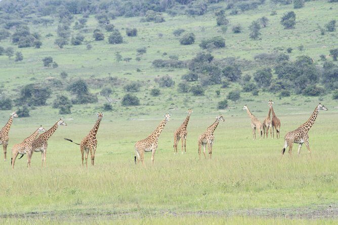 2 Days Akagera Wildlife Safari - Kigali to Akagera: What This 2-Day Safari Really Delivers