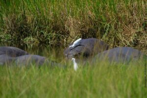 2 Days Akagera Wildlife Safari - Day 1 at Akagera: Boat Cruise Plus Evening Game Drive
