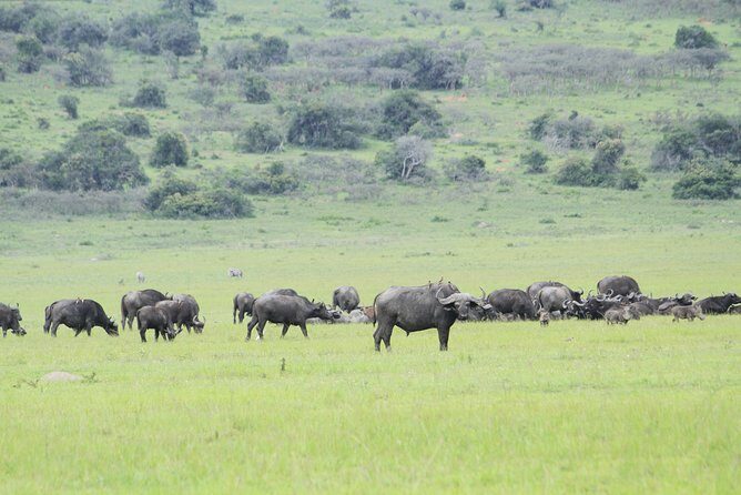 2 Days Akagera Wildlife Safari - Animals You Can Expect to See (and How to Think About It)