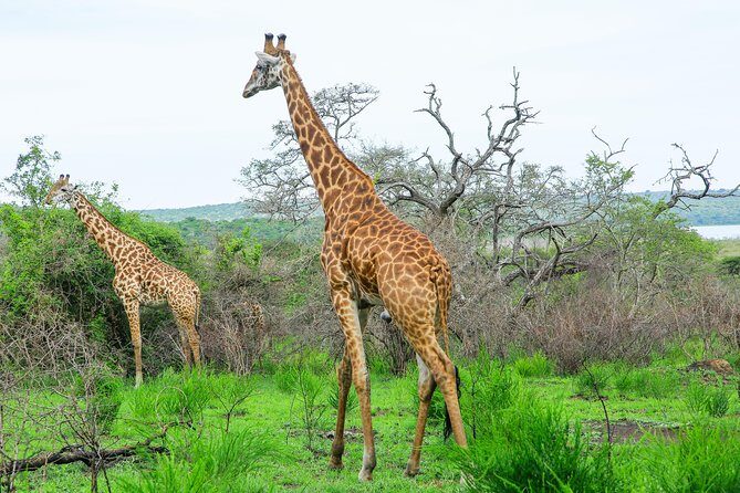 2 Days Akagera Wildlife Safari - Guides and Service: Where This Trip Seems to Win