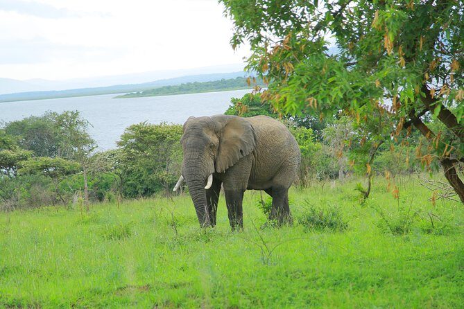 2 Days Akagera Wildlife Safari - Price and Value: What $1,200 Gets You (and Who It Fits)