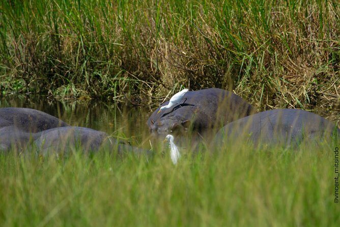 2 Days Akagera Wildlife Safari - Day 1 at Akagera: Boat Cruise Plus Evening Game Drive
