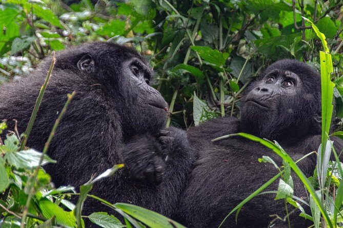 2 Days Gorilla Trekking Rwanda - What the gorilla tracking day really demands (and how to prepare)