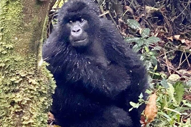 2 Days Gorilla Trekking Rwanda - Should you book this 2 Days Gorilla Trekking from Kigali?