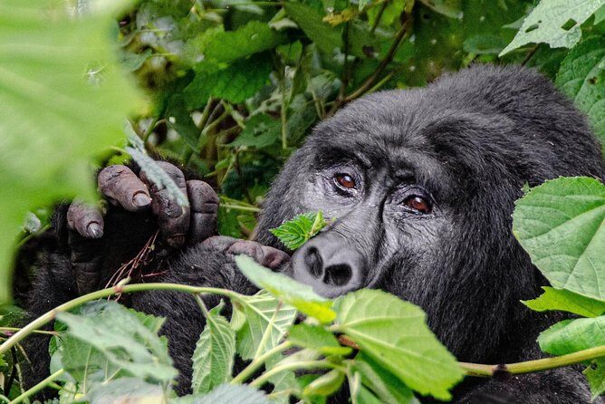 2 Days Gorilla Trekking Rwanda - Day 2 Volcanoes National Park: your briefing and trek start at 7:30