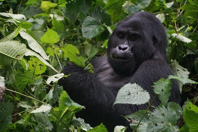 2 Days Gorilla Trekking Uganda - Key points to know before you go