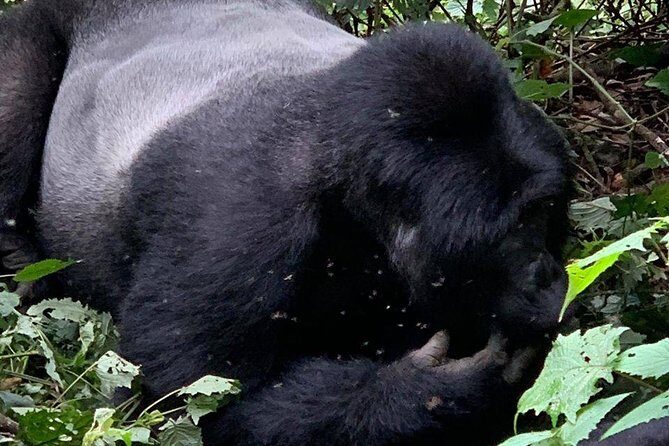 2 Days Gorilla Trekking Uganda - Rwanda-to-Gorillas: what this 2-day trek really delivers