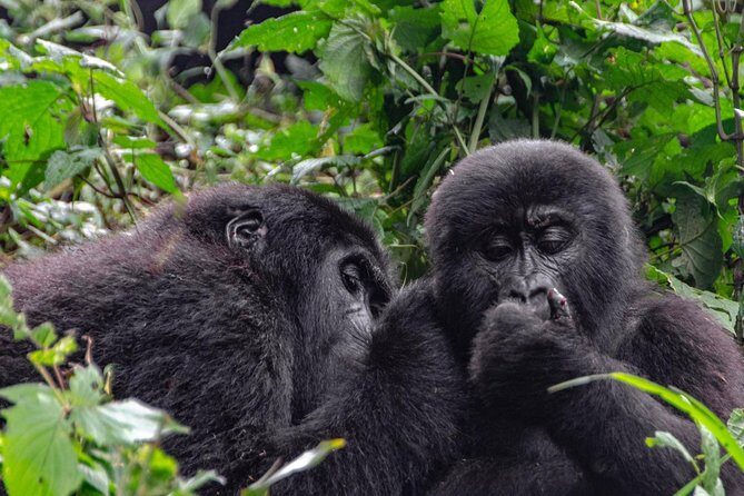 2 Days Gorilla Trekking Uganda - Day 2 Mgahinga or Bwindi: the 8:00 am UWA briefing and the jungle climb