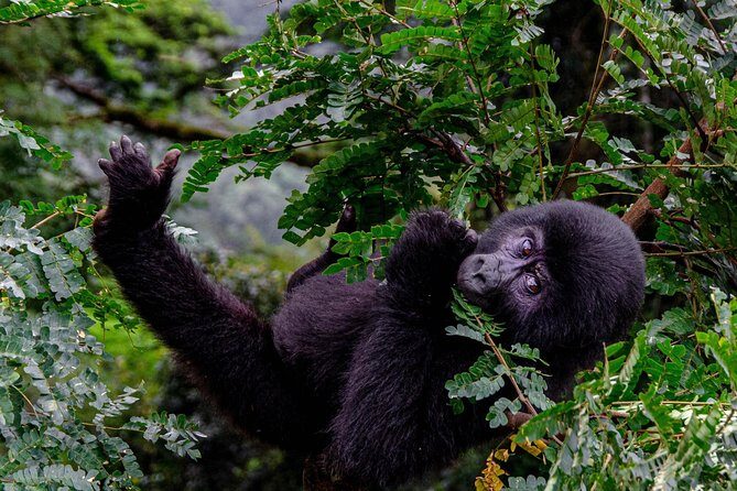 2 Days Gorilla Trekking Uganda - Making the most of your gorilla viewing time (and managing expectations)