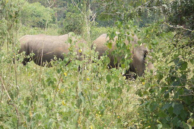 2 Days Murchison Falls Big 5 Savannah wildlife safari - Getting to Murchison Falls from Kigali: expect a long, scenic road day