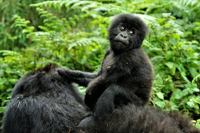 2 days Uganda Gorilla trekking - Key things to know before you go