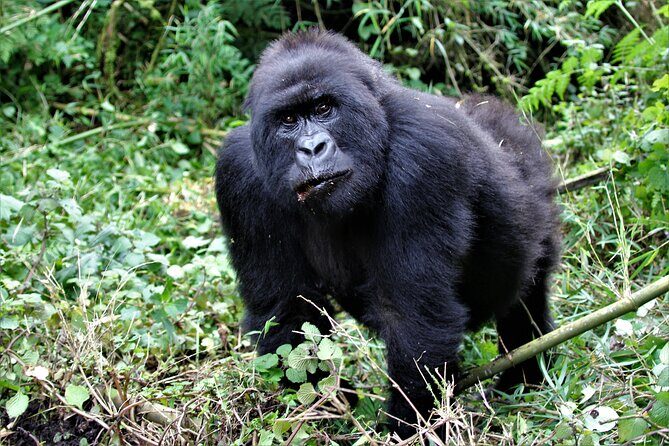 2 days Uganda Gorilla trekking - Meals and accommodation: the practical comfort behind the adventure